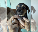 Small #4 Chihuahua Mix