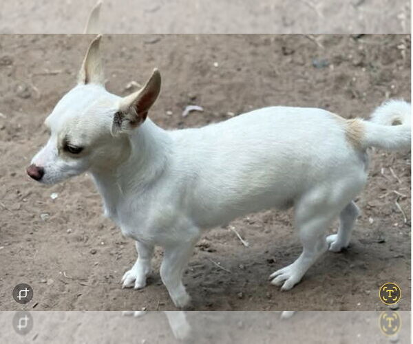 Medium Photo #6 Chihuahua-Unknown Mix Puppy For Sale in Foristell, MO, USA