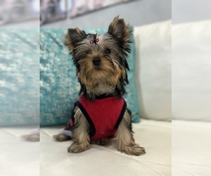 Yorkshire Terrier Puppy for sale in CORAL SPRINGS, FL, USA