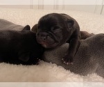 Puppy Puppy 8 French Bulldog