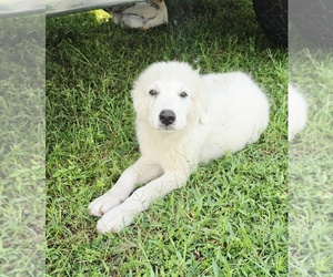 Great Pyrenees Puppy for sale in UMATILLA, FL, USA