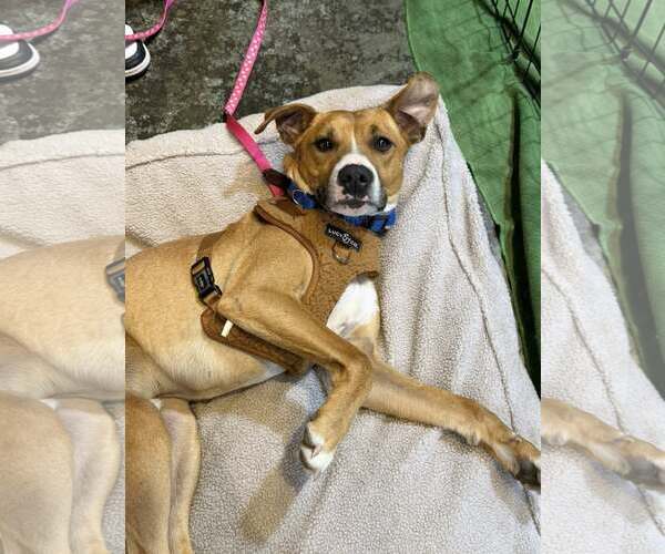 Medium Photo #8 Boxer-Unknown Mix Puppy For Sale in Turlock, CA, USA