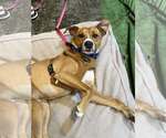 Small #7 Boxer Mix