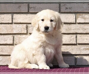 English Cream Golden Retriever Puppy for sale in FREDERICKSBG, OH, USA