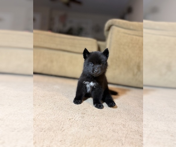 Medium Photo #9 Siberian Husky Puppy For Sale in HEMET, CA, USA