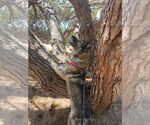 Small Photo #5 German Shepherd Dog Puppy For Sale in Salinas, CA, USA