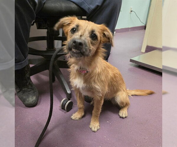 Medium Photo #1 Mutt Puppy For Sale in Long Beach, CA, USA