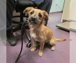 *MISS GRIN - Female Mutt Dog for Adoption - Small photo