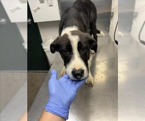 Borador Dogs for adoption in Woodland, CA, USA
