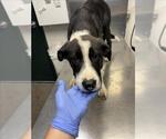 Small Borador