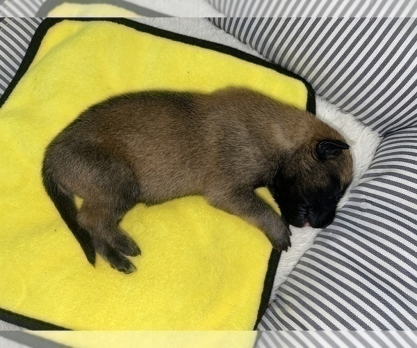 Medium Photo #247 Belgian Malinois Puppy For Sale in REESEVILLE, WI, USA