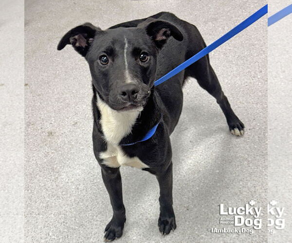 Medium Photo #4 Labrador Retriever-Unknown Mix Puppy For Sale in Washington, DC, USA
