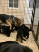 Small Photo #2 German Shepherd Dog Puppy For Sale in NEW MADISON, OH, USA