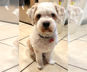 Maltipoo (Miniature) Dogs for adoption in San Diego, CA, USA