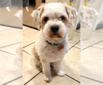 Oso - Male Maltipoo (Miniature) Dog for Adoption - Small photo