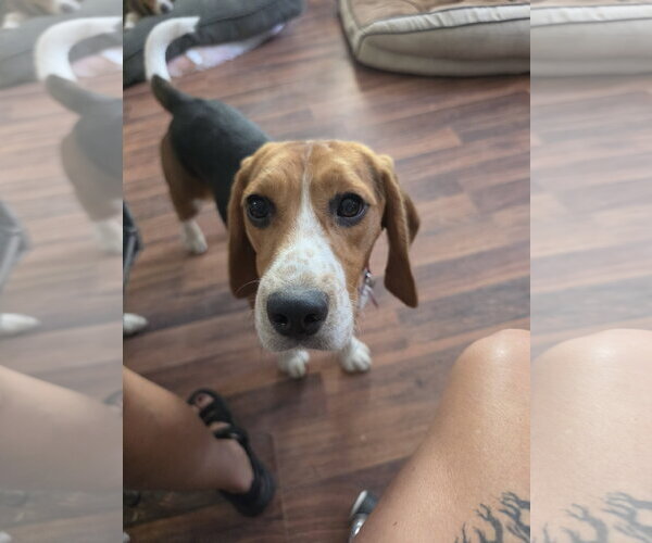 Medium Photo #3 Beagle Puppy For Sale in Las Vegas, NV, USA