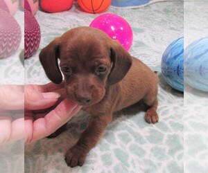 Dachshund Puppy for sale in RATTAN, OK, USA