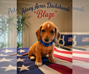 Dachshund Puppy for sale in COWETA, OK, USA