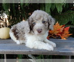 Small #3 Labradoodle