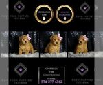 Puppy Cinderella F1BB Goldendoodle (Miniature)