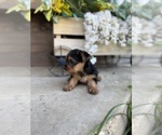 Puppy Simba Yorkshire Terrier