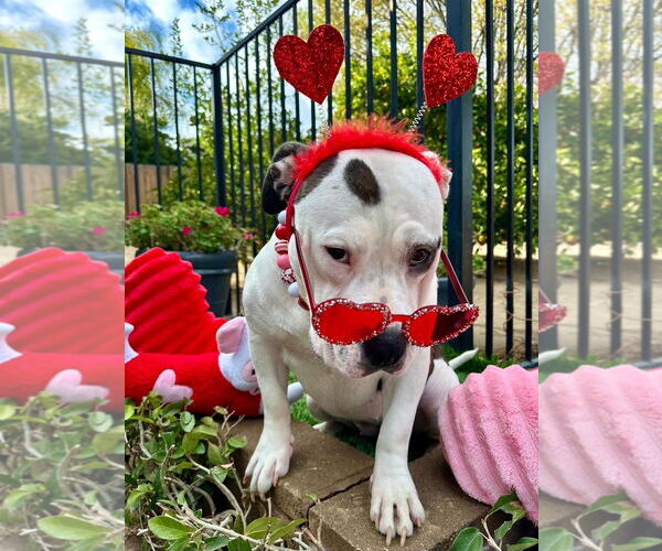 Medium Photo #8 American Staffordshire Terrier-Unknown Mix Puppy For Sale in Redlands, CA, USA