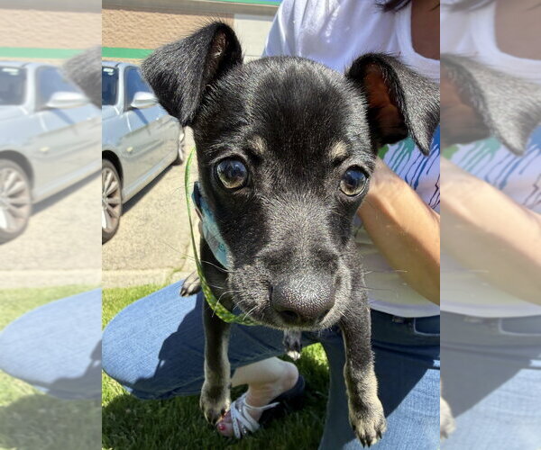 Medium Photo #2 Chihuahua-Unknown Mix Puppy For Sale in Mundelein, IL, USA