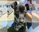 Small #1 Chihuahua Mix