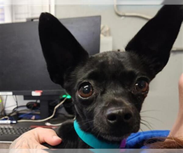 Medium Photo #1 Chihuahua Puppy For Sale in Camarillo, CA, USA