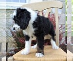 Small Photo #3 Bernedoodle Puppy For Sale in MERCERSBURG, PA, USA