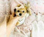 Financing - Female Yorkshire Terrier Puppy for Sale - Photo #12