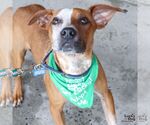 Small #7 Red Heeler Mix