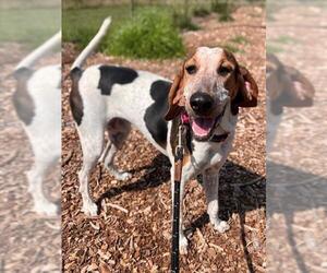 Mutt Dogs for adoption in Waterford, VA, USA