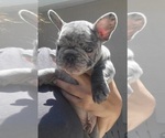 Puppy 2 French Bulldog