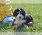 Small Photo #4 Bernedoodle Puppy For Sale in ARCANUM, OH, USA