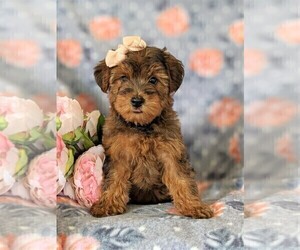 YorkiePoo Puppy for sale in LINCOLN UNIV, PA, USA