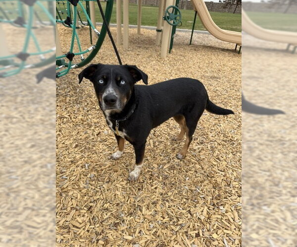 Medium Photo #3 Mutt Puppy For Sale in Sandy, UT, USA