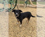 Small #2 Mutt