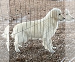 Small Photo #1 English Cream Golden Retriever Puppy For Sale in BARNWELL, SC, USA