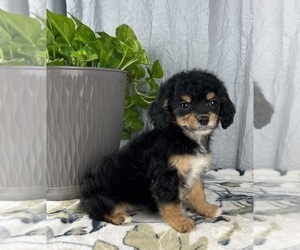 Medium Cavapoo