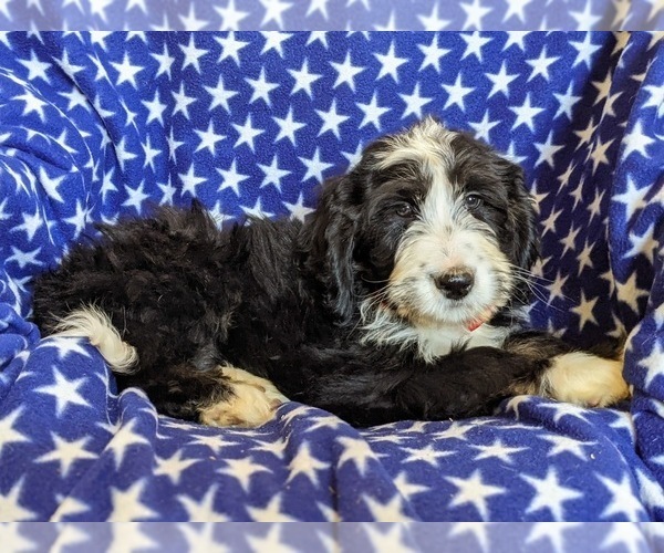 Medium Photo #5 Bernedoodle Puppy For Sale in COCHRANVILLE, PA, USA
