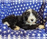 Small Photo #5 Bernedoodle Puppy For Sale in COCHRANVILLE, PA, USA