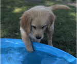 Small Photo #3 Golden Retriever Puppy For Sale in EDWARDSBURG, MI, USA