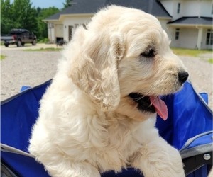 Goldendoodle Puppy for Sale in TOONE, Tennessee USA