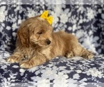 Small Photo #11 Cockapoo Puppy For Sale in LAKELAND, FL, USA