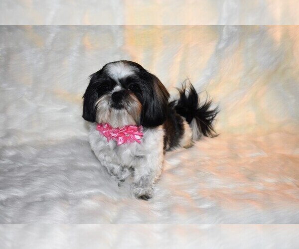 Medium Photo #1 Shih Tzu Puppy For Sale in FRESNO, CA, USA