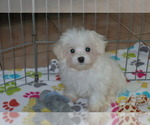 Small Photo #1 Maltese Puppy For Sale in ORO VALLEY, AZ, USA