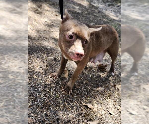 Medium Photo #1 Chihuahua-Unknown Mix Puppy For Sale in San Antonio, TX, USA