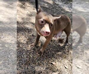 Chihuahua-Unknown Mix Dogs for adoption in San Antonio, TX, USA