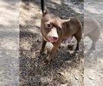 Small Chihuahua Mix